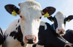 246ea5c9253c2d516e75e65f4f949e20