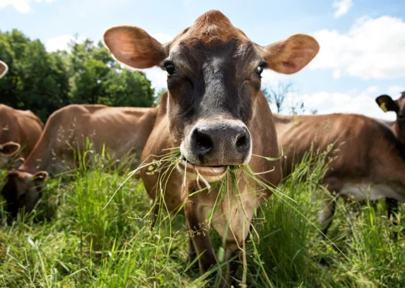 Cows_eating_grass