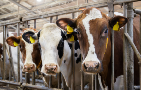 SLAM-Campaign-Q4_2024-Photos-1000x500-3